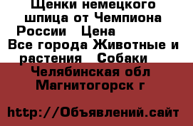 Щенки немецкого шпица от Чемпиона России › Цена ­ 50 000 - Все города Животные и растения » Собаки   . Челябинская обл.,Магнитогорск г.